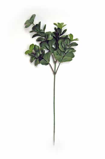 Boxwood Silk Pick - 10"