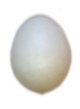 Foam White Egg