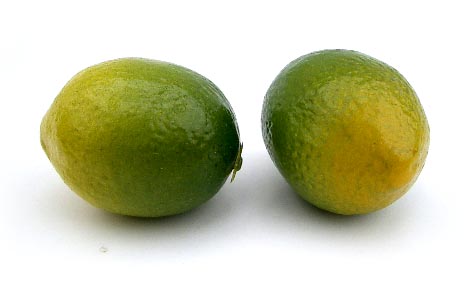 Love Lime (miniature)