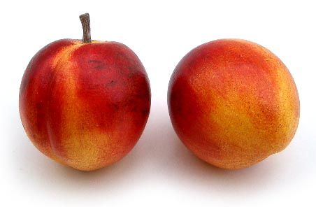 Love Nectarine (miniature)