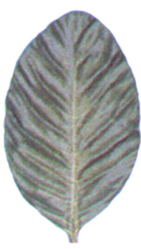 Silk Manolia Leaf 6"