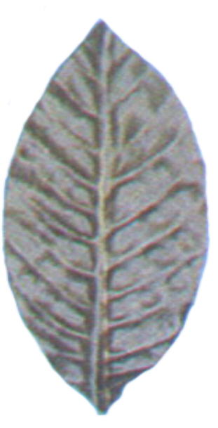 Silk Manolia Leaf 8"