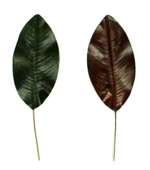 Winter Magnolia 5.5"