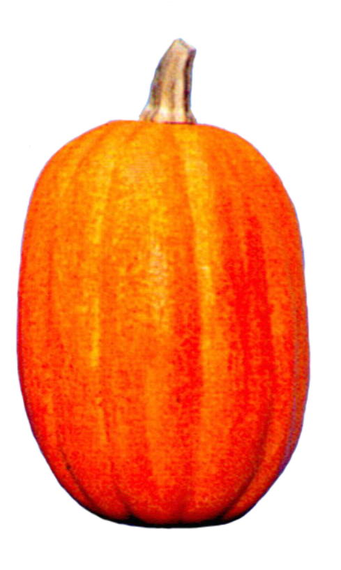 9" Deep Orange Pumpkin