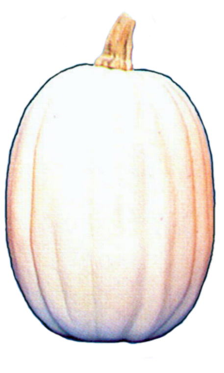 9" White Pumpkin