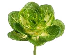 Artificial Flowering Cabbage