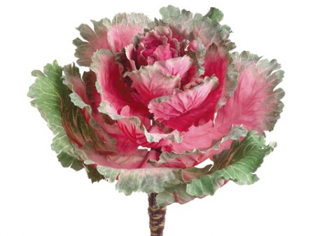 ROSE/GREEN CABBAGE