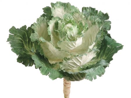 CABBAGE - CREAM/GREEN